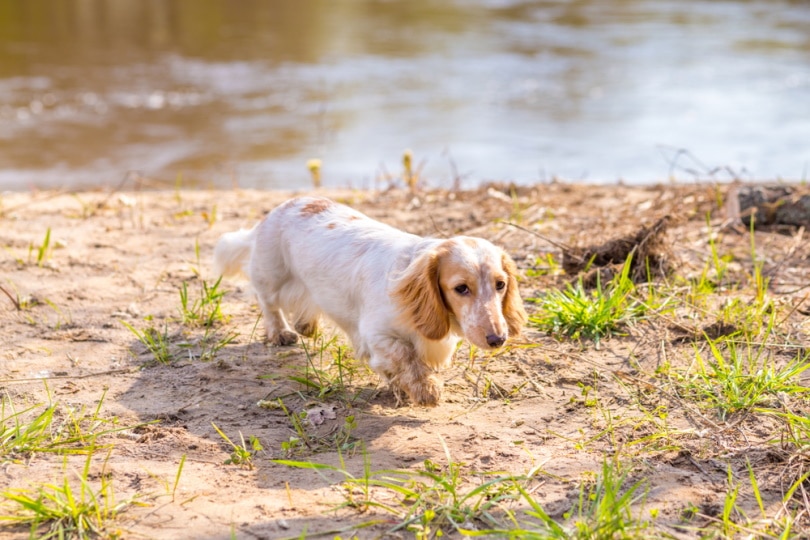 White dotson dog deals