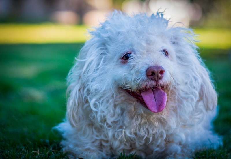 White toy poodle sitting in the grass