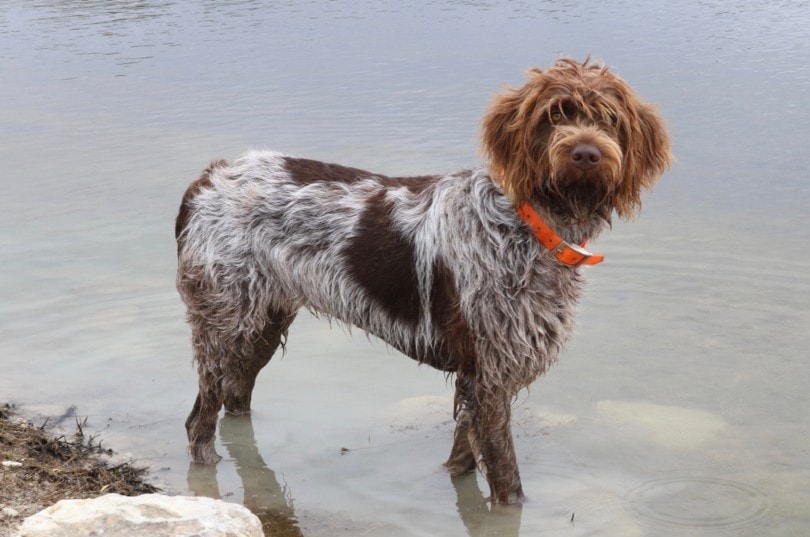 Wirehaired Pointing Griffon standing on water
