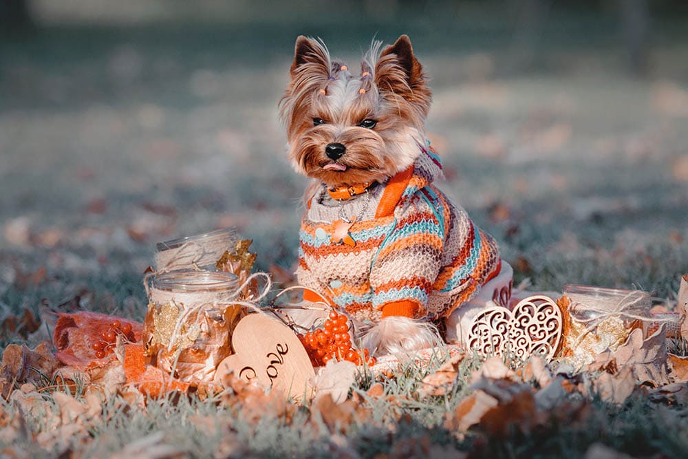 Yorkshire terrier dog Sweater