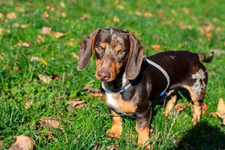 Why Are Dachshunds So Stubborn? 5 Possible Reasons Hepper