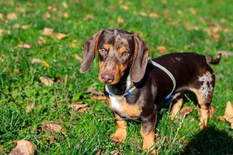 Cận cảnh chú chó dachshund non trên cánh đồng xanh
