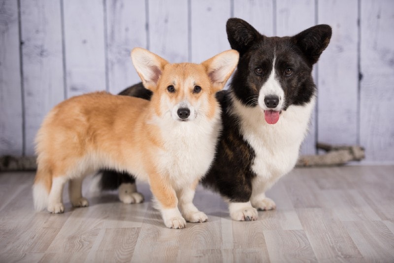 a Pembroke Welsh Corgi and a Cardigan Welsh Corgi