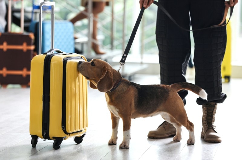 a beagle dog detection handler working at the airport