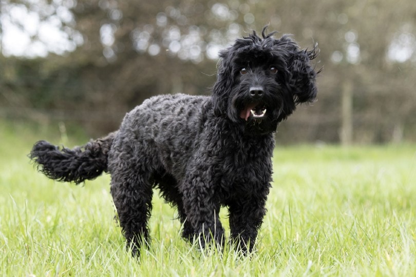 a black happy cockapoo out in the field