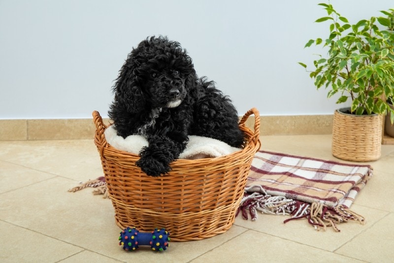 a black toy poodle in a basket
