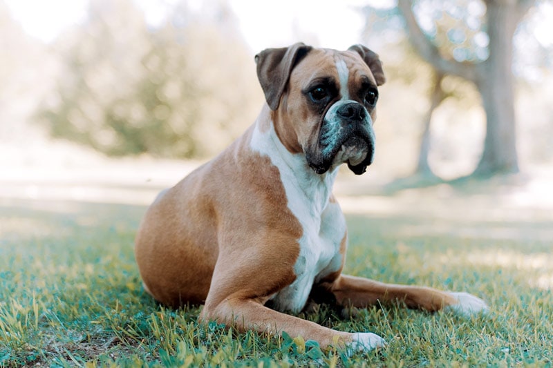 a boxer dog sitting on the grass
