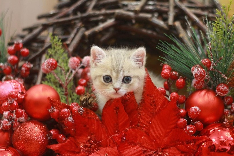 a cute kitten in christmas decorations