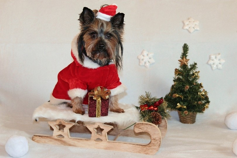 a cute yorkshire terrier dog wearing a santa costume for christmas