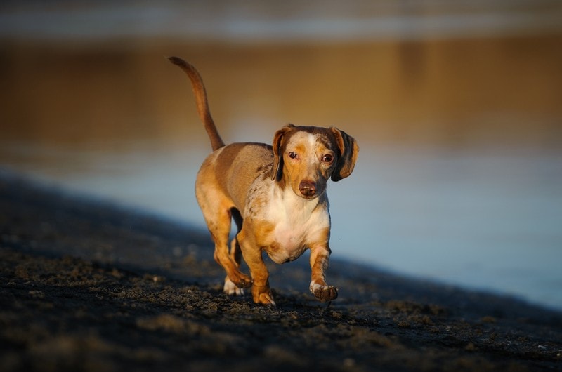 a double dapple dachshund walking outside