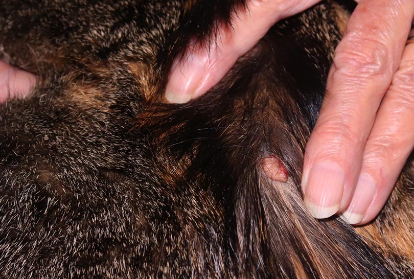 một con mèo tam thể cái bị u da