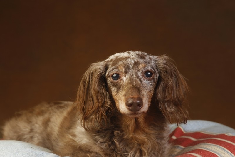 Long Haired Miniature Dachshund Facts Origin History With Pictures Hepper