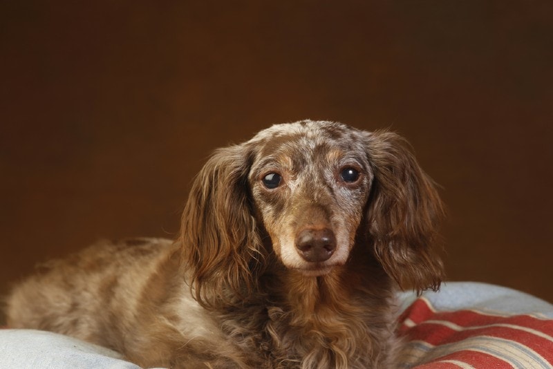 a longhaired double dapple dachshund