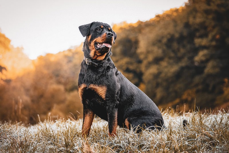 a rottweiler dog sitting on the grass outdoors