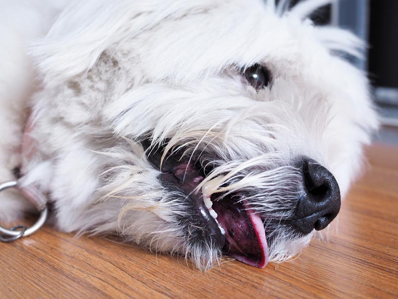 a sick dog lying on the wooden floor