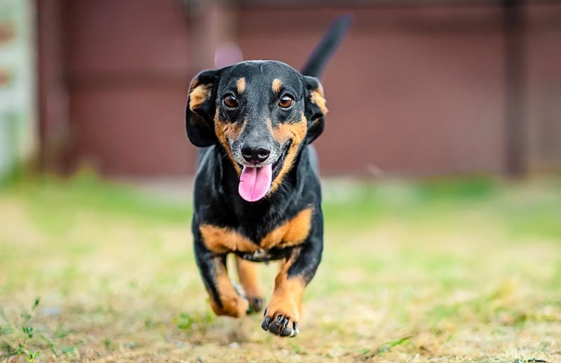 a smiling dachshund running outdoor