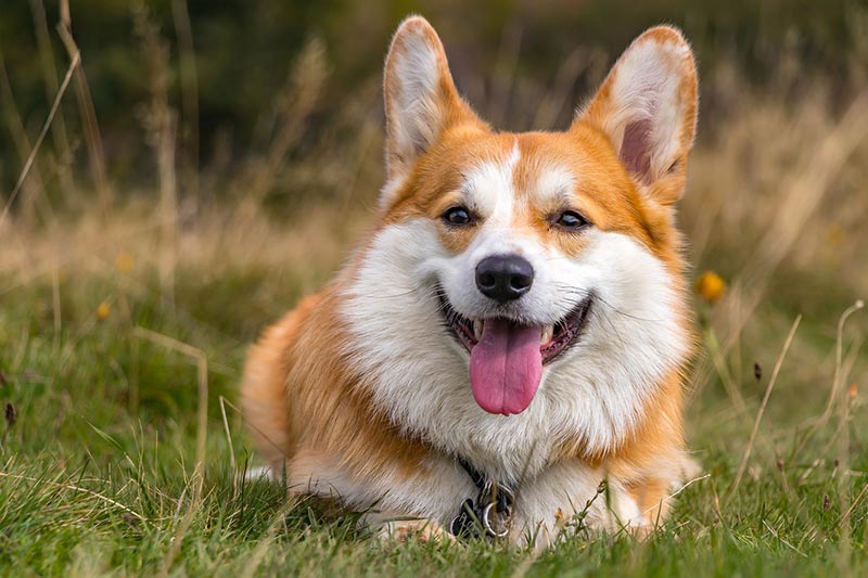 một chú chó Corgi pembroke welsh đang mỉm cười nằm trên cỏ