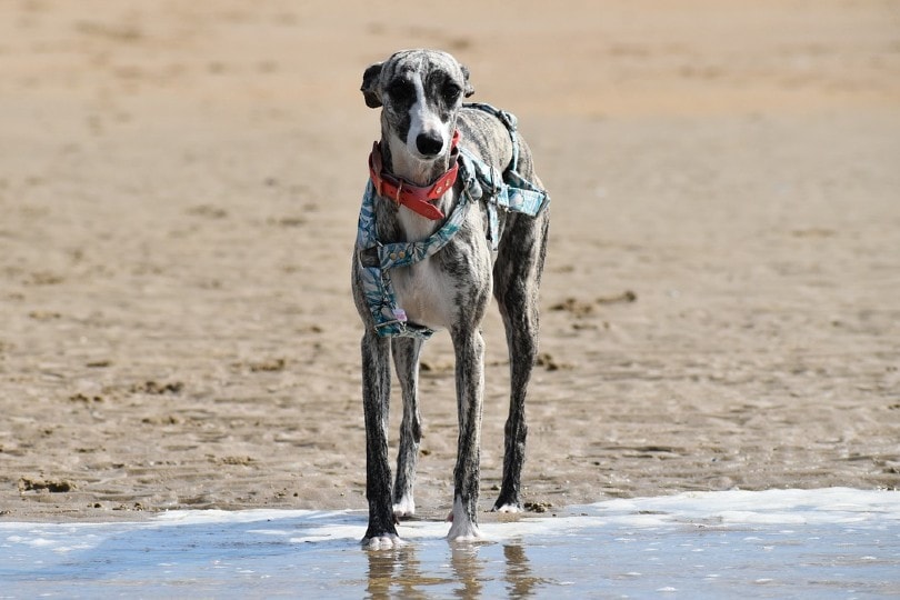 a whippet on the sea shore