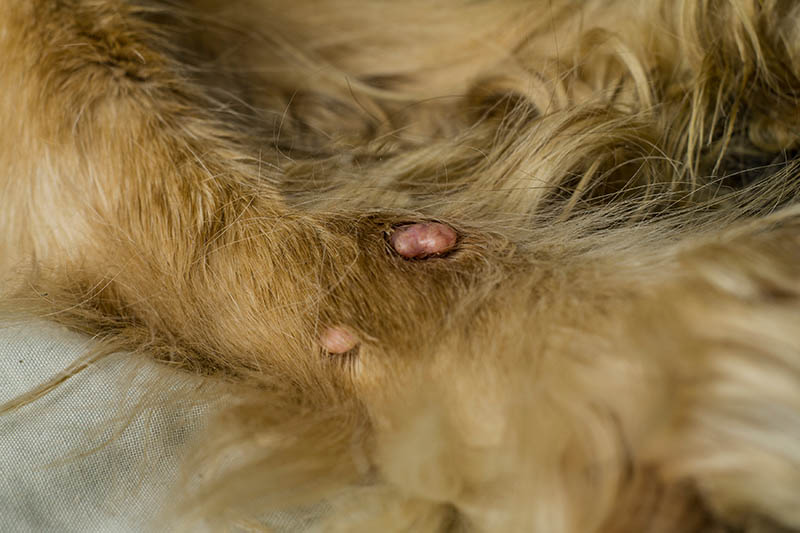 abscess on dog's paw