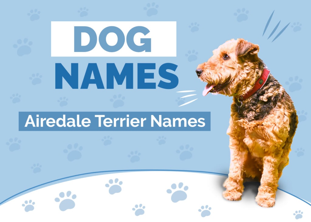 Amazing Names for Airedale Terriers