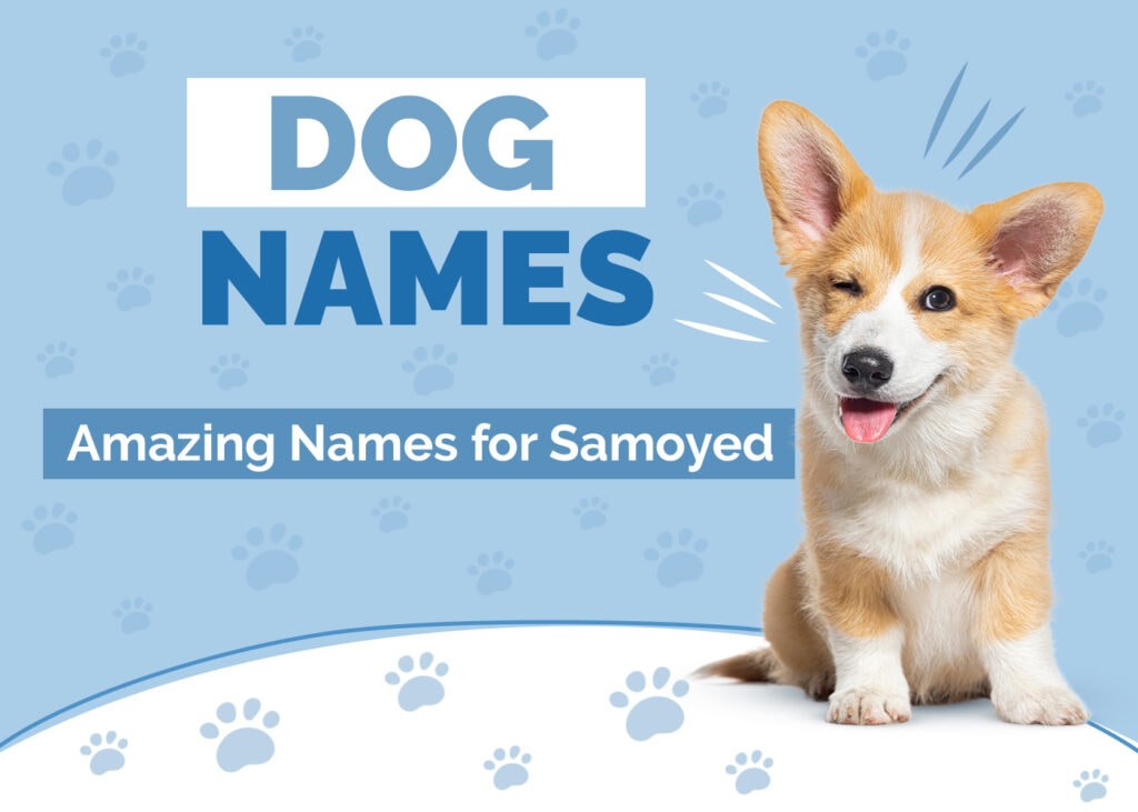 Amazing Names for Samoyeds