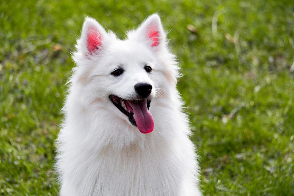 American white hot sale dog