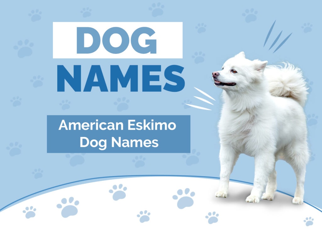250+ Great Names for American Eskimo Dogs Ideas for Sweet & Gentle
