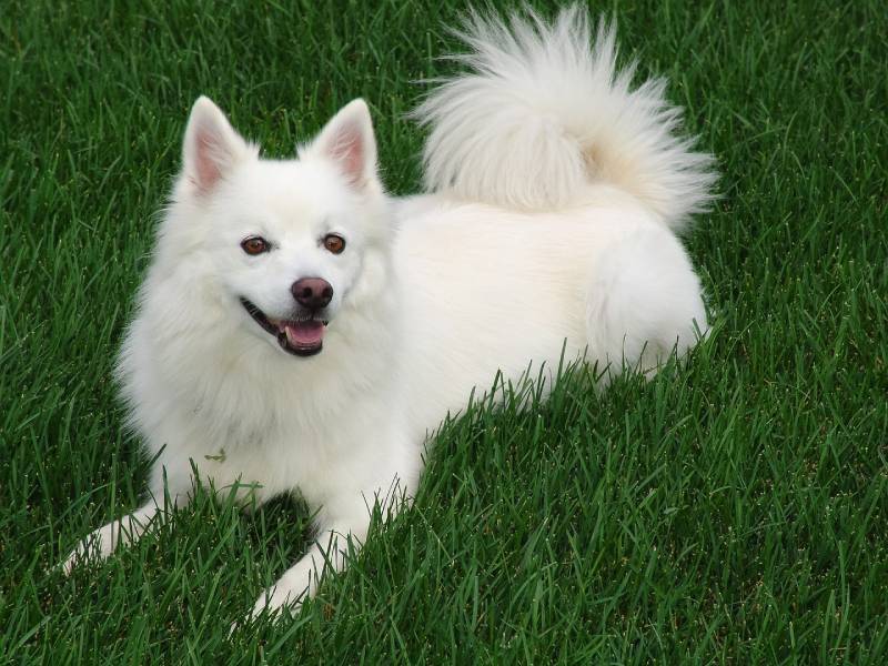 Small samoyed hotsell
