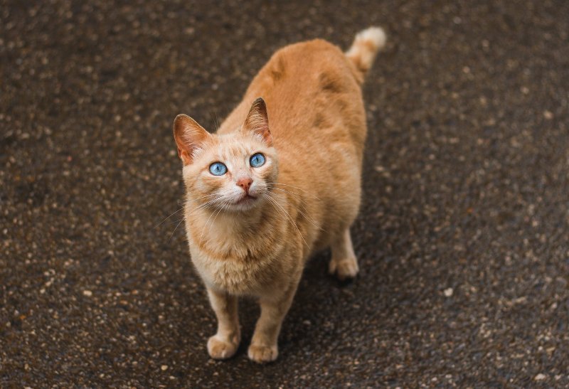 một con mèo mang thai màu cam nhìn lên