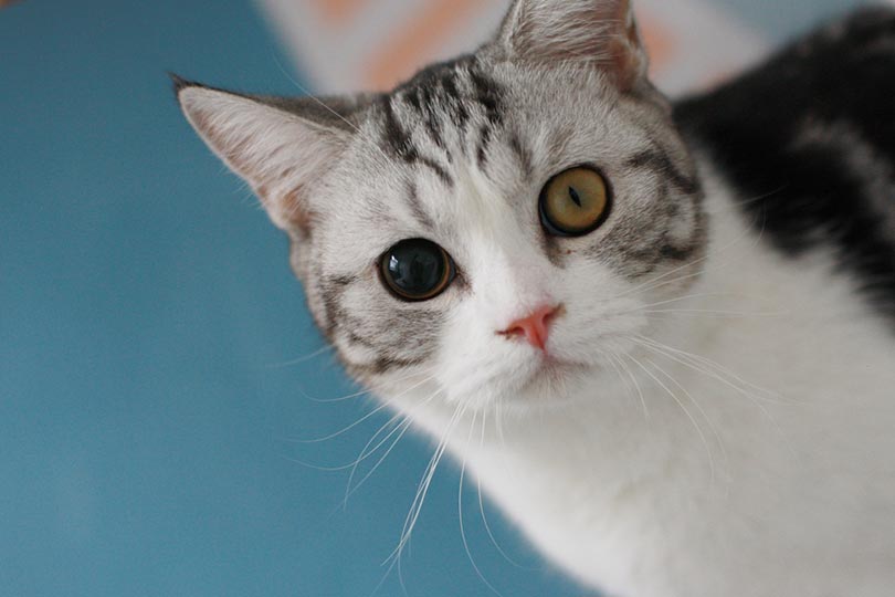 anisocoria in cat