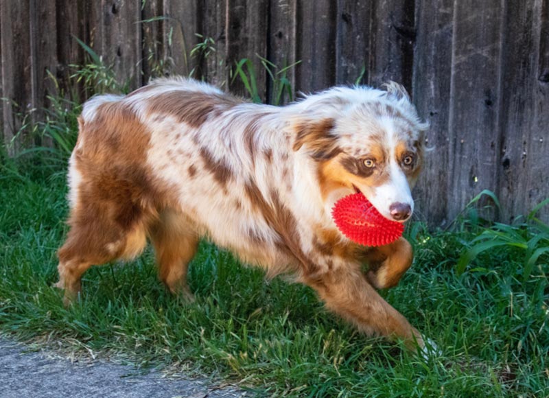 australian shepherd dog playing fetch with a toy