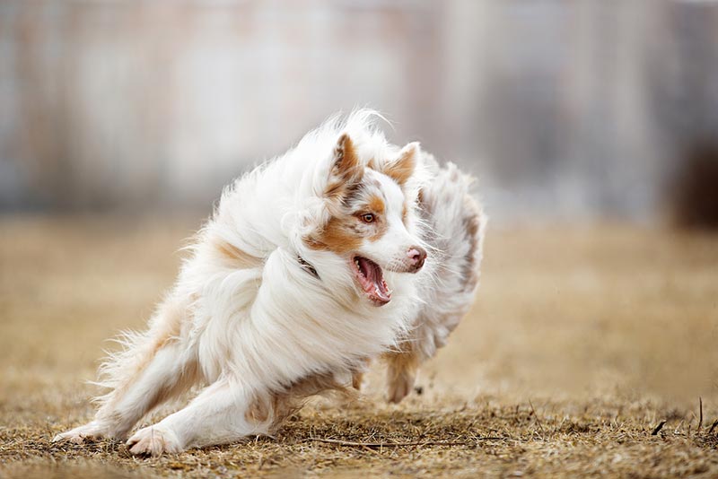 australian shepherd dog running