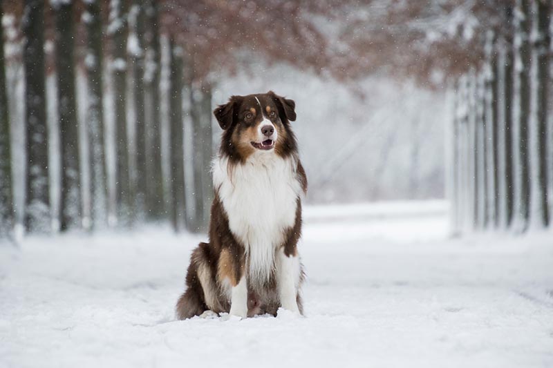 australian shepherd in the snow