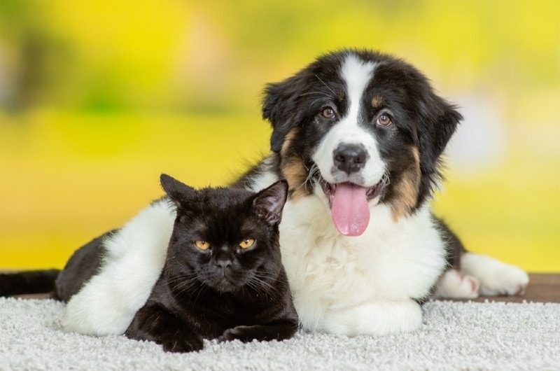 australian shepherd with a cat