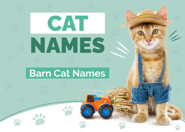260 Barn Cat Names Fun Options For Your Farm Pet Hepper