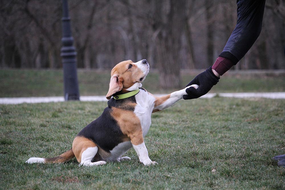 beagle do a shake hand trick