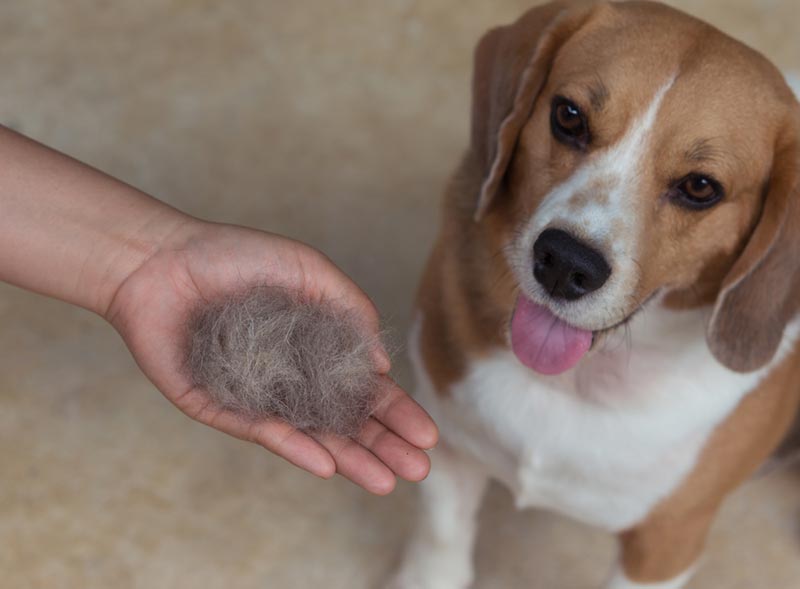 beagle dog and its shedded fur