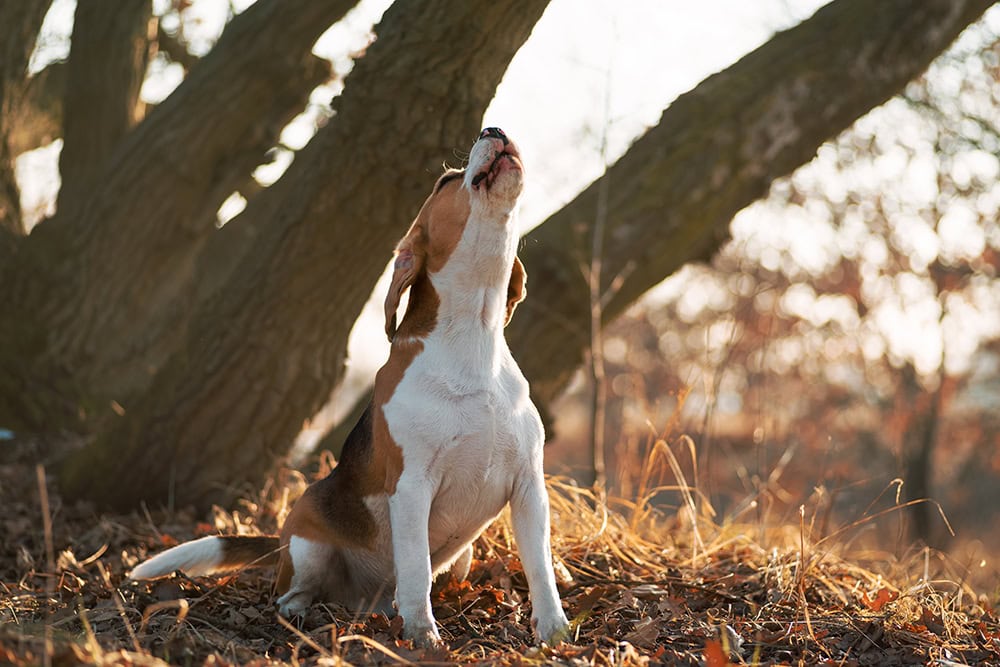 beagle dog howling under the tree