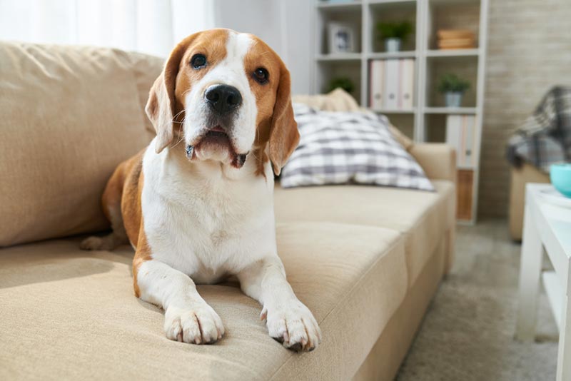 beagle dog lying on sofa