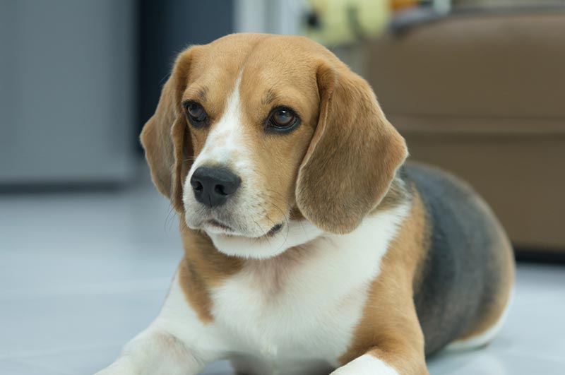 beagle dog lying on the floor