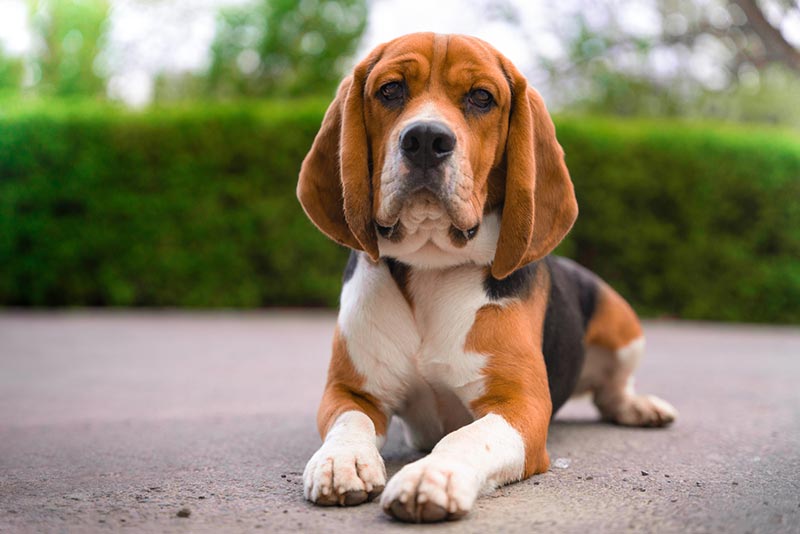 beagle dog lying on the ground