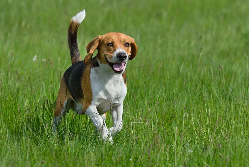 beagle dog running in the meadow