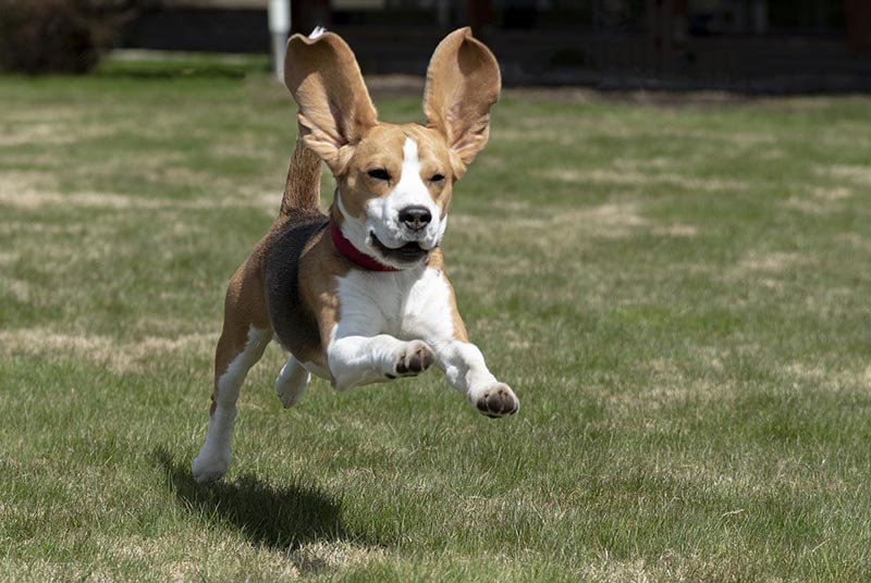 beagle dog running outdoor