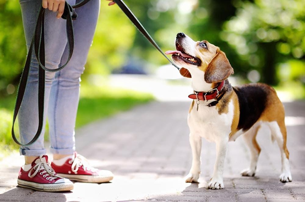 beagle going for a walk with its owner