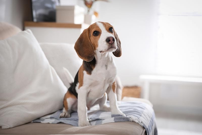 beagle puppy sitting on sofa