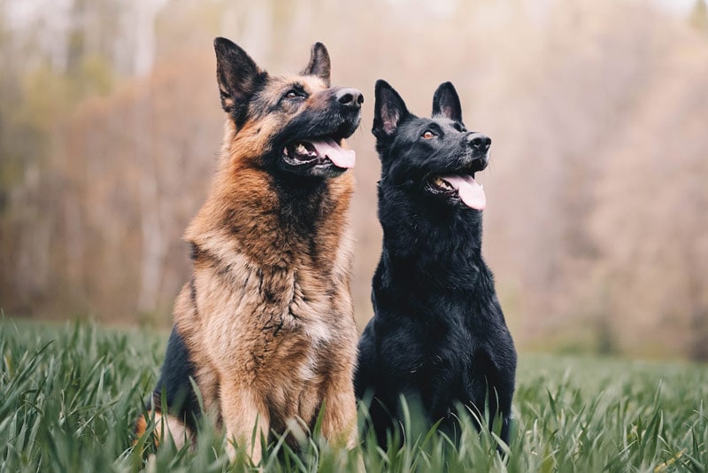 black and tan german shepherd dogs on the grass