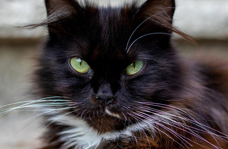 black cat with beautiful green eyes