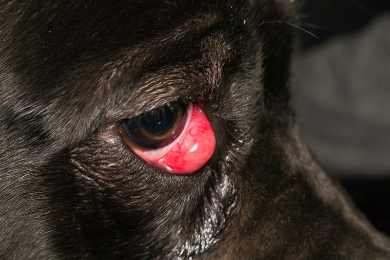black dog with cherry eye