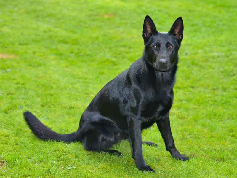 black german shepherd sitting on grass