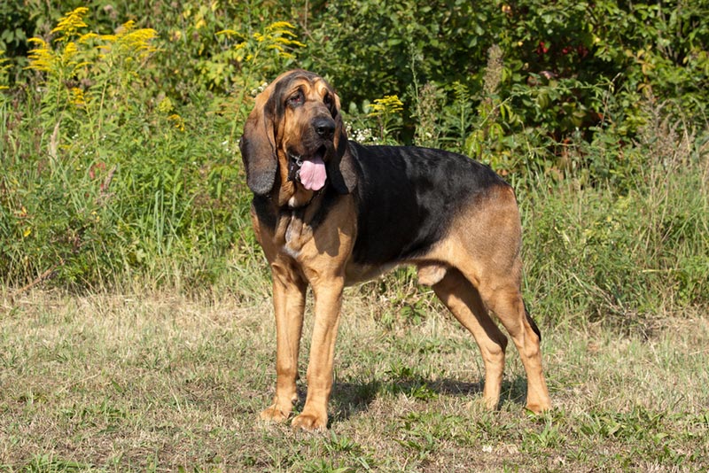 bloodhound standing on the grass